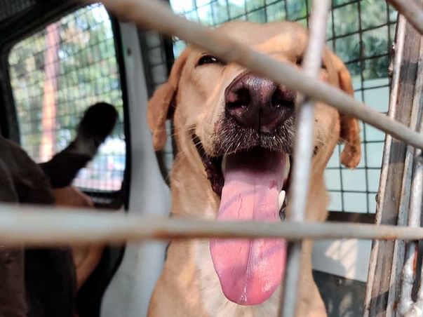 SPONSOR A SPAY!