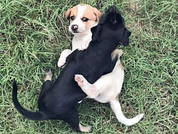Help Indian Street Dogs