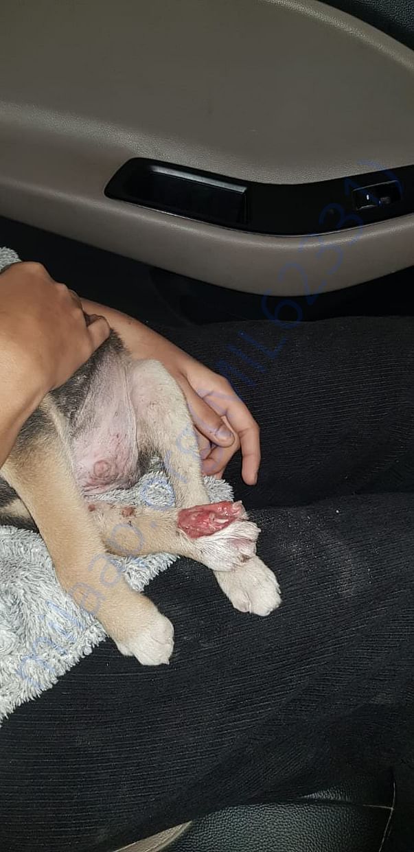 Please donate in cash or kind.Starte feeding a new litter with mange
