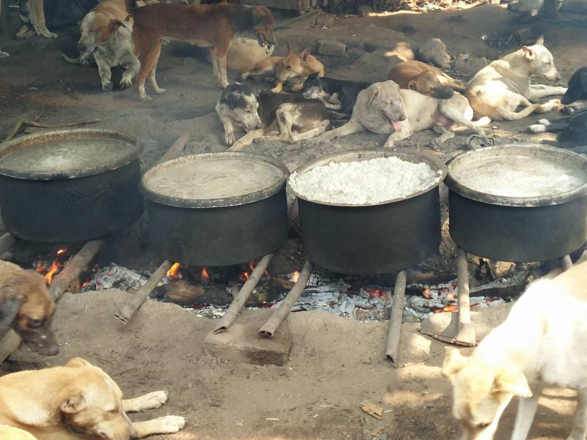 Rice being cooked on chulha