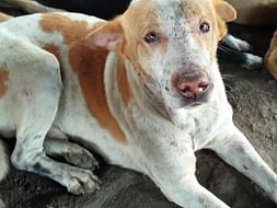 Help 200+ animals in my shelter by sponsoring their food