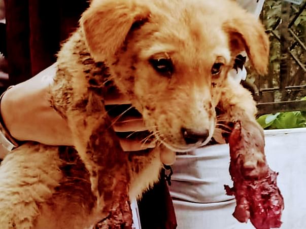 Help Build Critical Puppy Care Unit