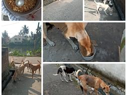 Help Me Save 90 homeless dogs of Chandannagar