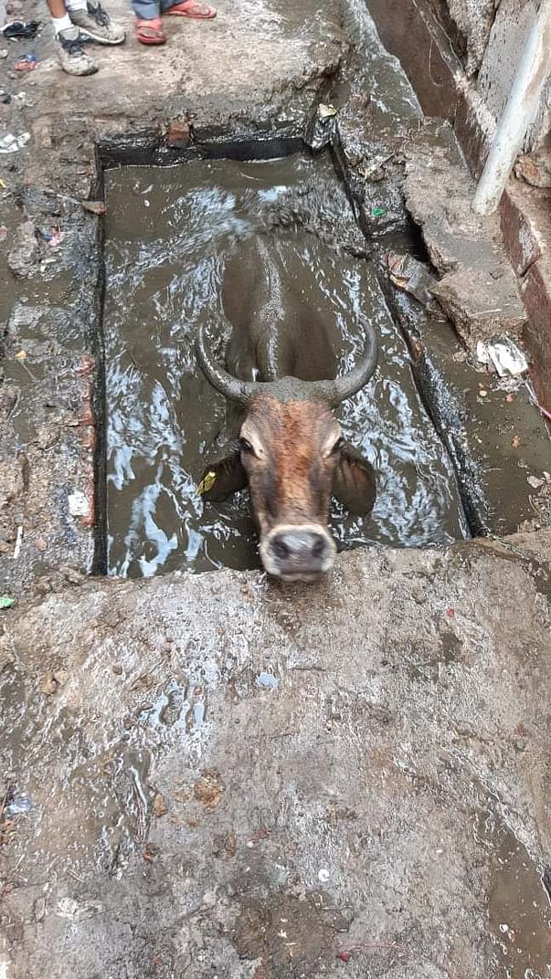 Cow in saptic tank