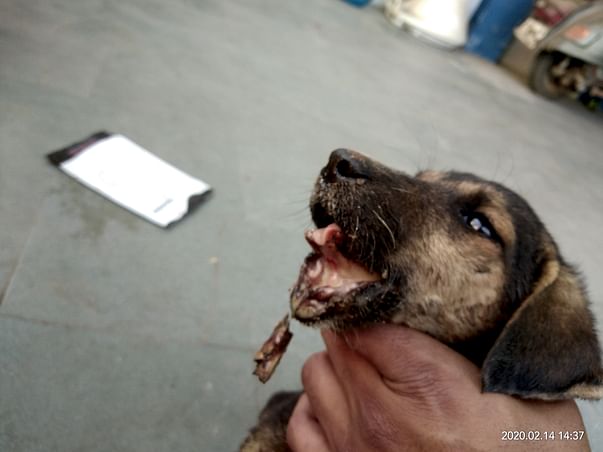 Help this puppy to get well soon