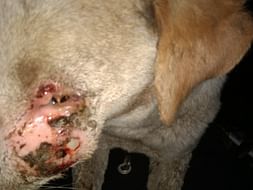 Help Us To Continue Saving Sick, Injured And Tortured Animals