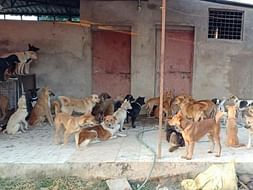 Help Us Vaccinate 80 Abandoned Dogs!