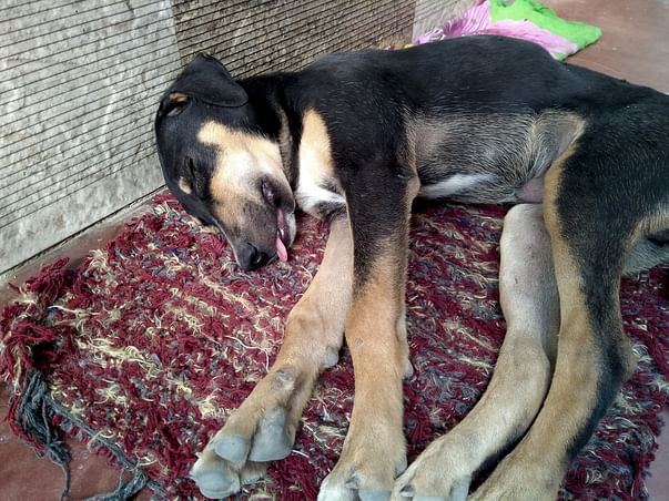 MY STREET DOGS NEEDS YOUR HELP