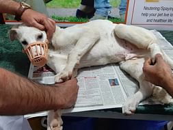 Help Borris Undergo Leg Surgery