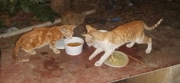 Feeding time