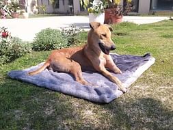 Help Seven (Leo) Fly To Canada