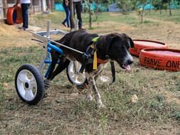 Help Geetha in her journey to help the Strays of our Community