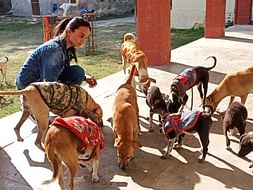 Need funds for the stray animals in Allahabad for their food treatment