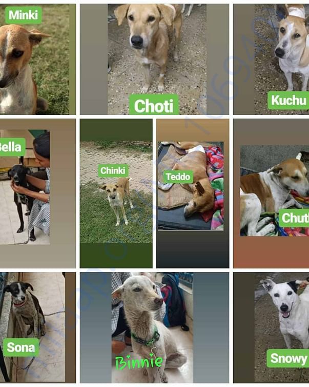 10 females are spayed and more are waiting for their numbers.