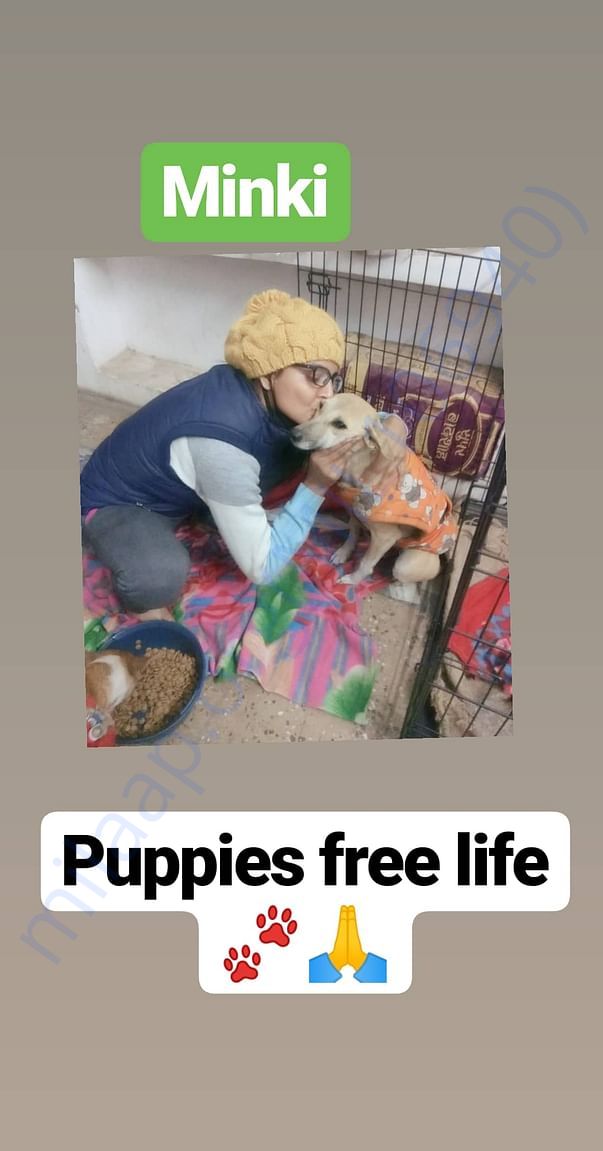 Puppies free life Chinki