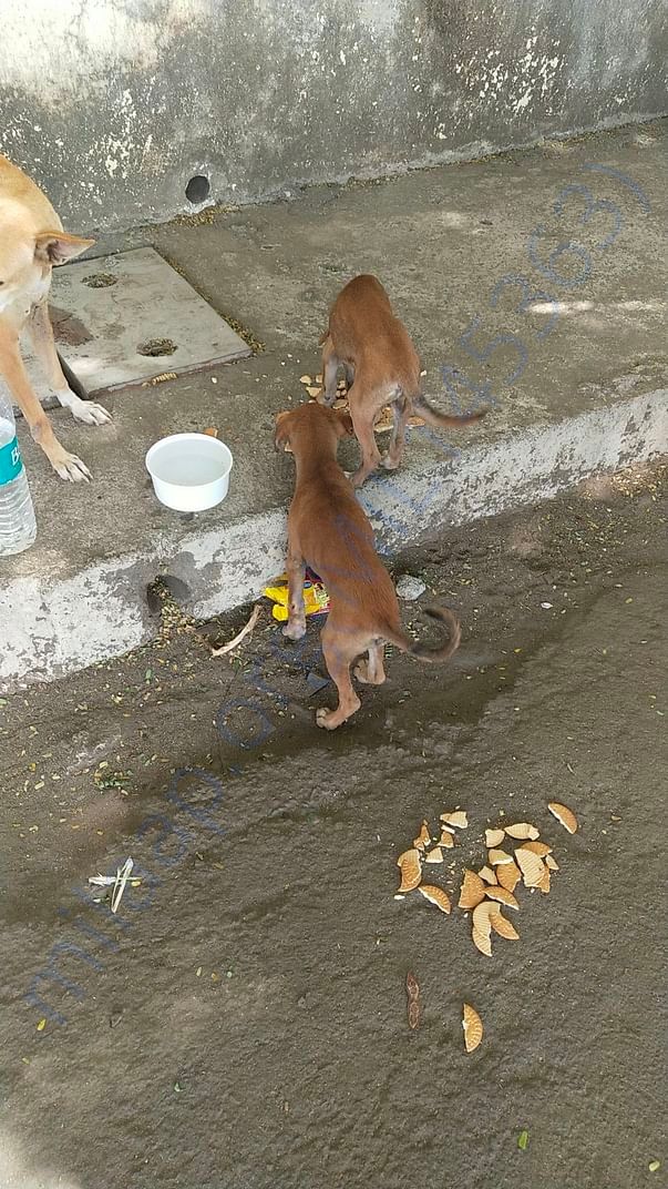 Hungry pups