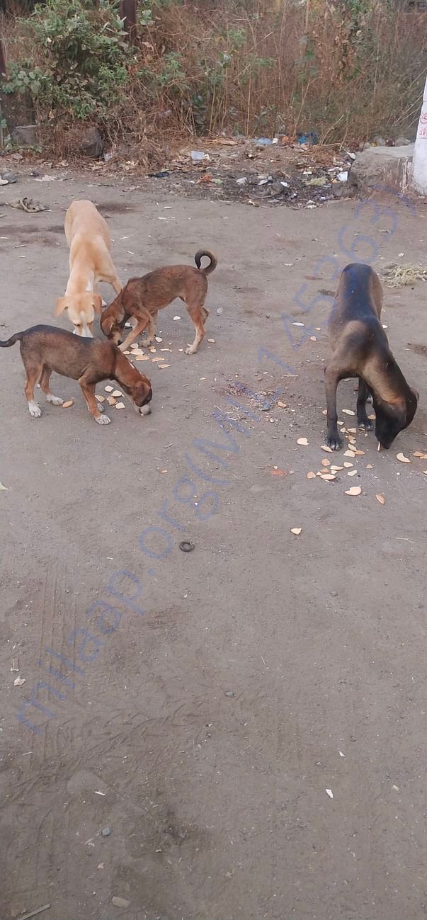 Hungry dogs on the way