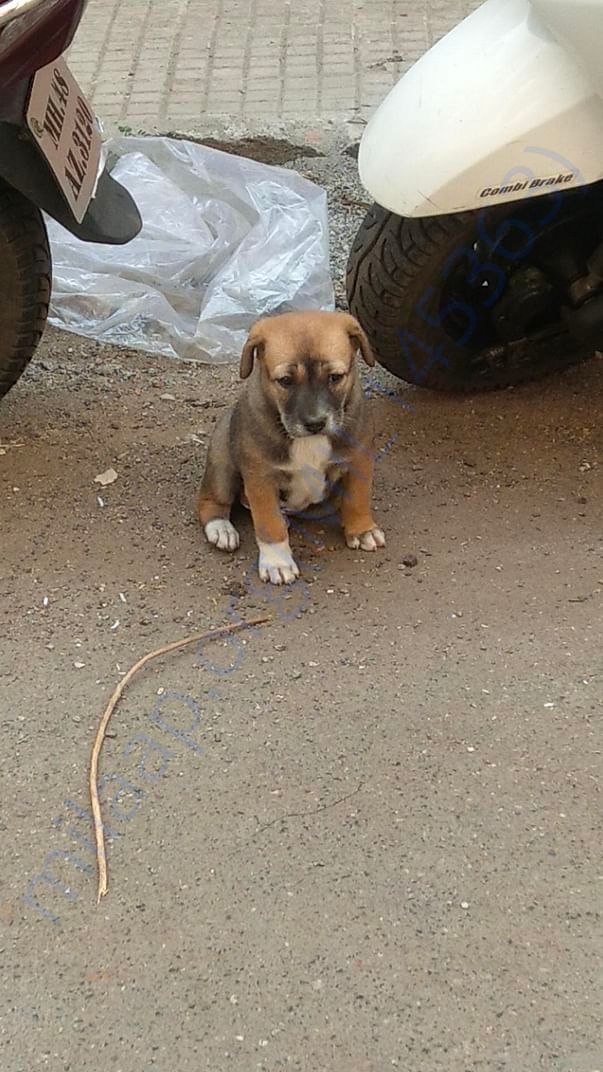 This is Cuddles. Out of 5 only she survived