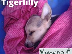 Feed & home Cherai Tails pups
