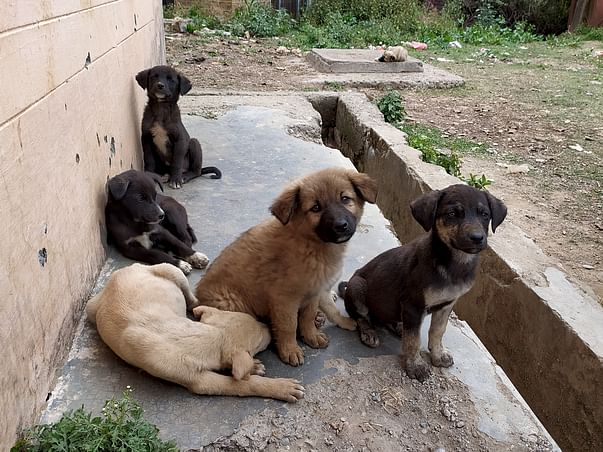 Save Indian Street Dogs from Starving!