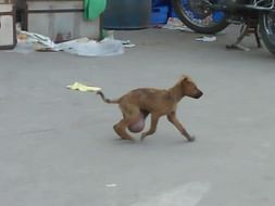 Help Cleamntine And Other Animals In Their Fight For Life!