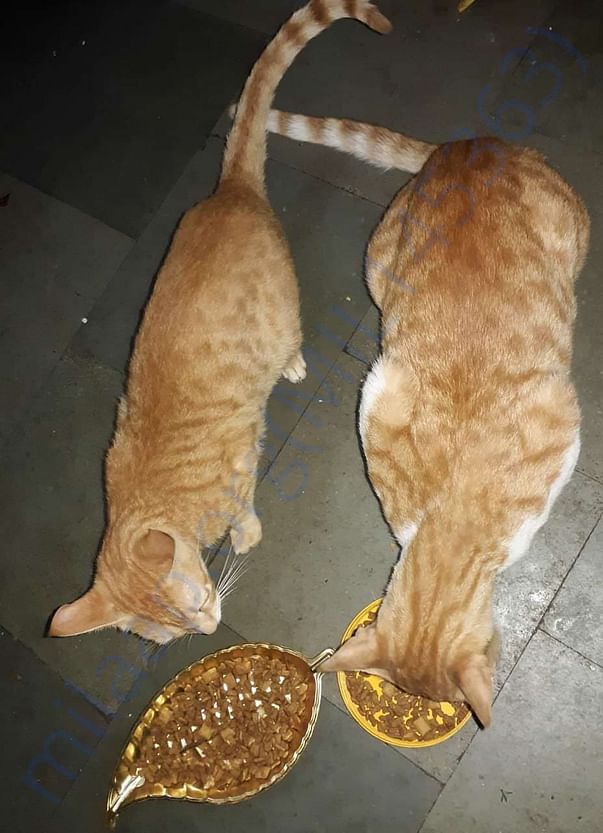 Twixy and Casper came up to the house to have their meal