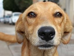 Help These Dogs To Provide Care And Love Which They Deserve