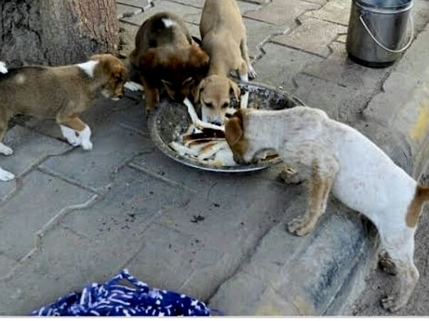 Furkid rescue...help speechless souls🙏