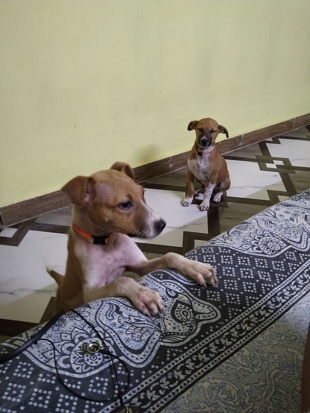 218 Dogs And 21cats Sterilised In Kolkata Help To Spay And Neuter