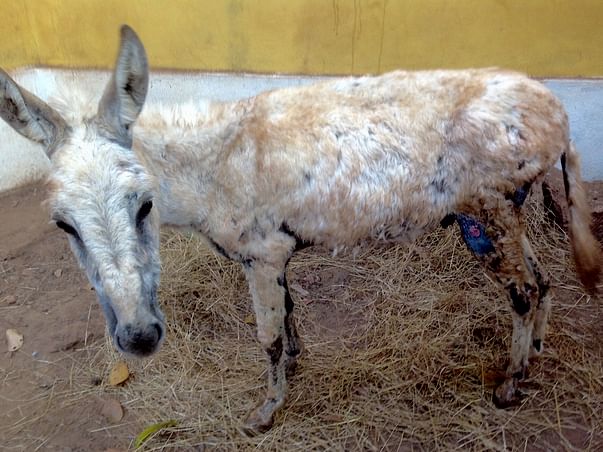 Help Our Donkeys Live