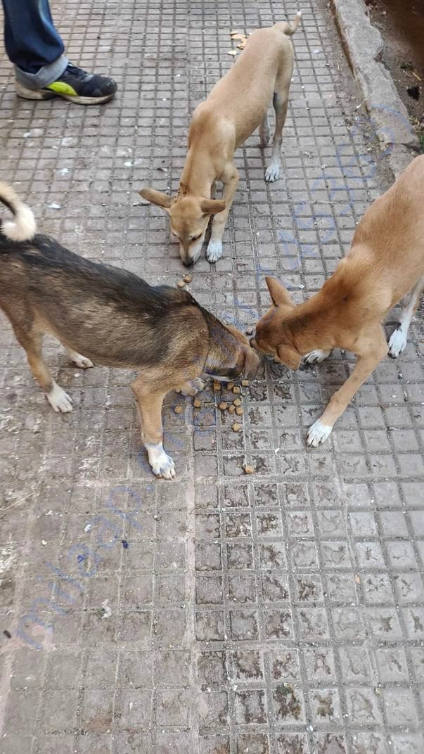 Cuddles with her friends having pedigree, their morning snack
