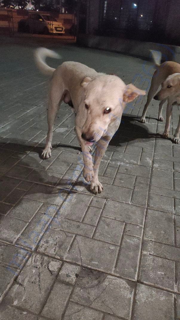 Tom was hit on his front paw with a stick but is being treated now.