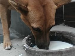 Our 500+ dogs & countless cows are hungry... Please donate for hunger