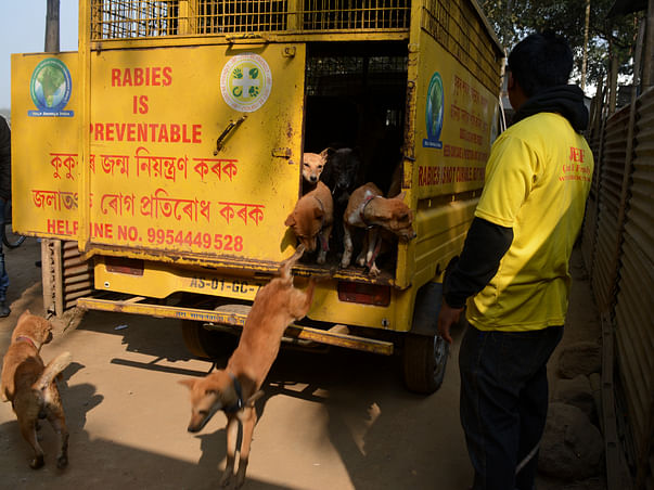 ANIMAL TRANSPORTING AND DISASTER RELIEF VEHICLE