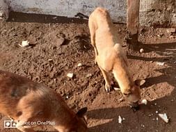 Support Stray Dogs