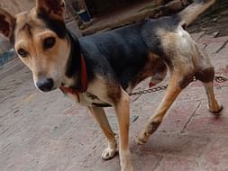 Vidyavati and pillu need your Help during Covid-19 India Lockdown