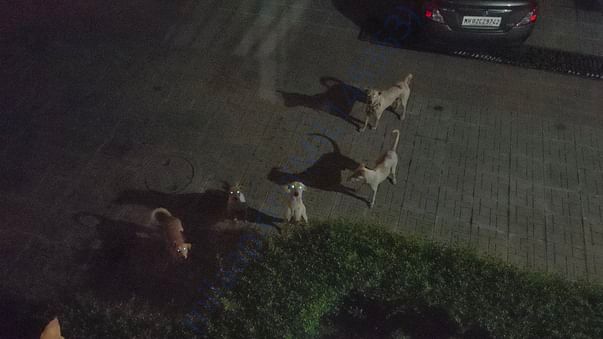 Look at those innocent beings. Just longing to be fed.