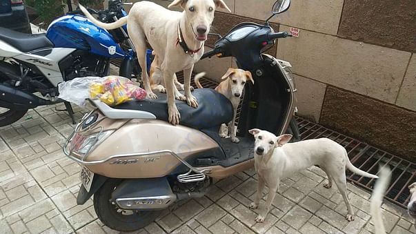 This is what they do everytime they see me . Jump on the bike and wait