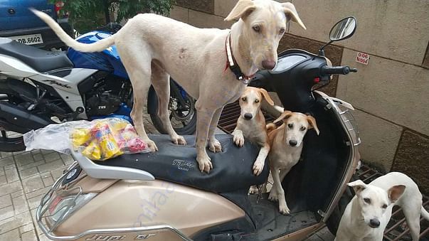 Dolly, Max and Casper. Waiting to see what i brought for them