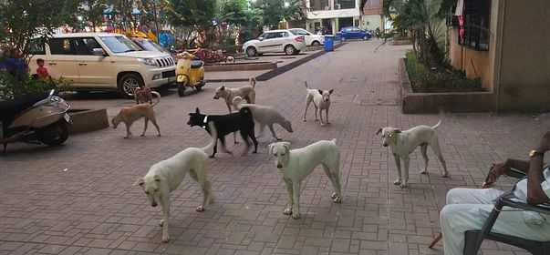This is how they all follow to great me
