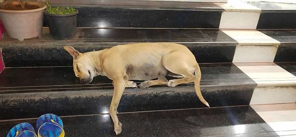 Sweety sleeping after having dinner