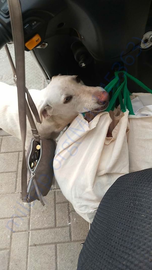 Cutiepie Precious wants to know whats on the bag