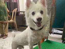 Help Me Save Abandoned and Street Dogs During The Coronavirus Crisis