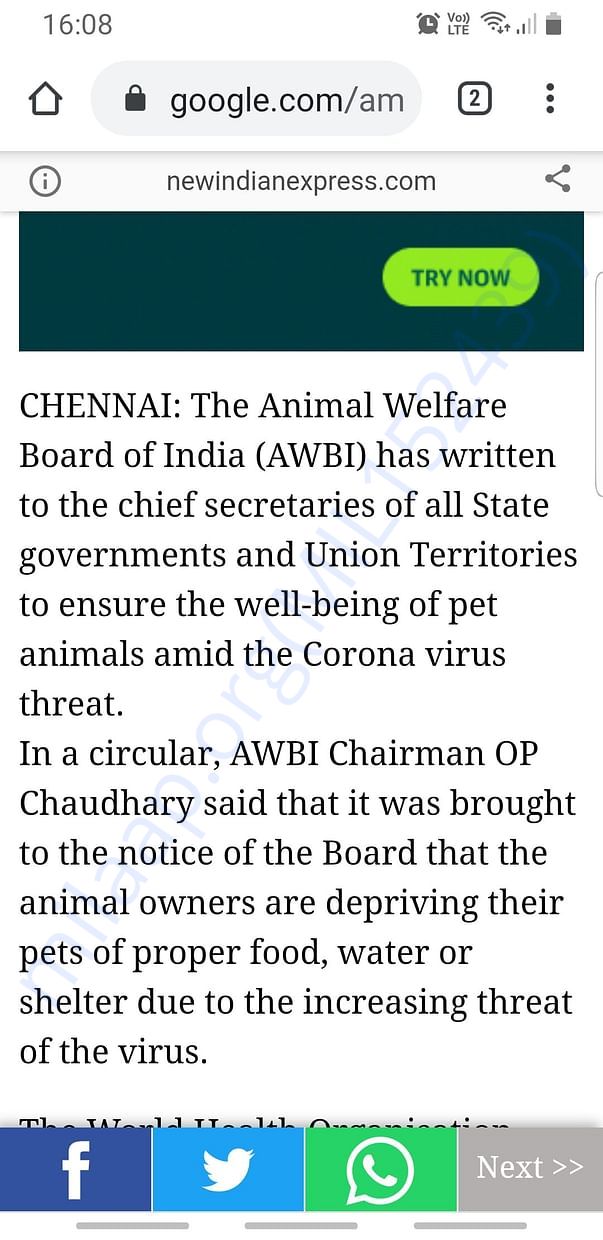 Article on the plight of pets during the Coronavirus