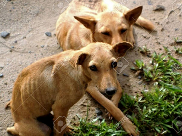 Help Animals During Lockdown