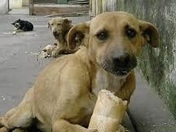 #LOCK DOWN-STRAY DOG'S NEED YOUR HELP