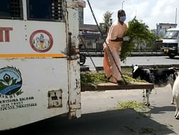 FEED THE NEED| 15000 Stray cows of Jaipur need daily feed