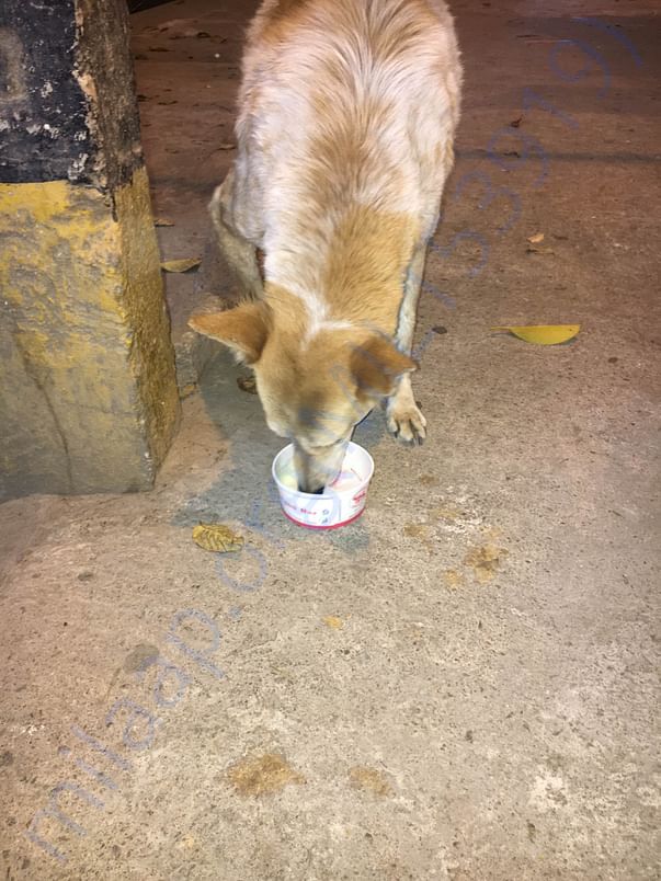 stray Dogs