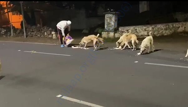 Feeding dogs
