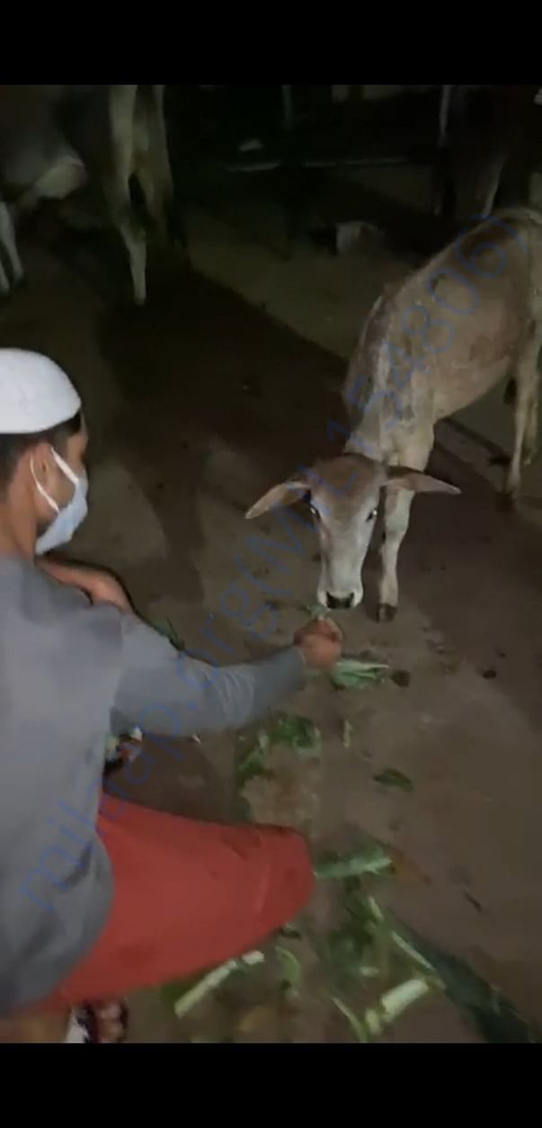 Feeding cows